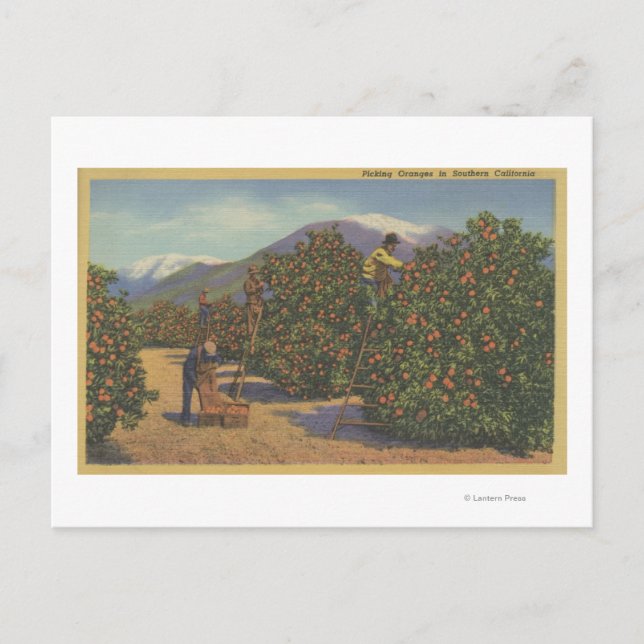 Südkalifornien - Orangenauswahl Postkarte (Vorderseite)