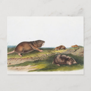 SüdkrautRat, Illustration von Shrew Mole Postkarte