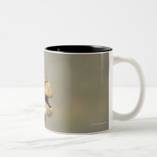 Südliche afrikanische Giraffe (Giraffa Zweifarbige Tasse