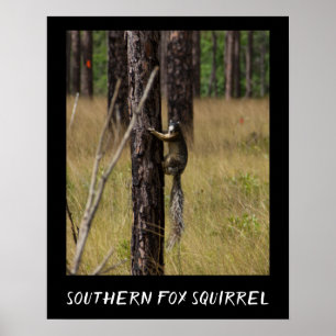 Südliche Foxenscheidenarten Poster