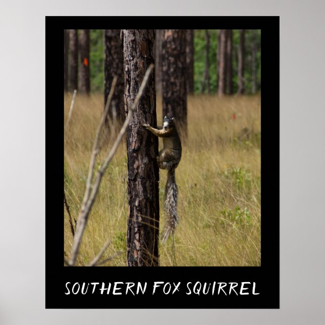 Südliche Foxenscheidenarten Poster (Vorne)