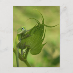 Südliche Grüntöne Postkarte