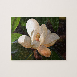 Südliche Magnolie Louisianas