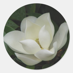 Südliche Magnolien-Blüte Runder Aufkleber