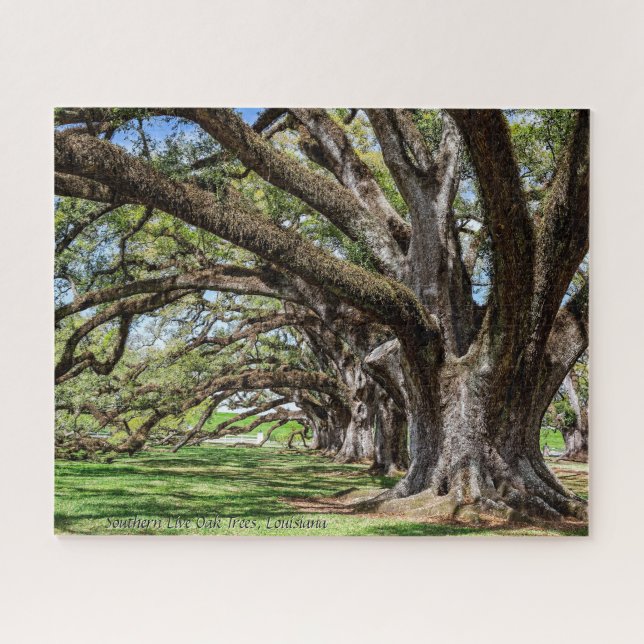 Südliche Olivenbäume in Louisiana (Horizontal)
