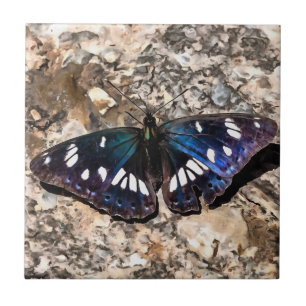 Südliche Weiße Admiral Blauer Schmetterlingsmalere Fliese