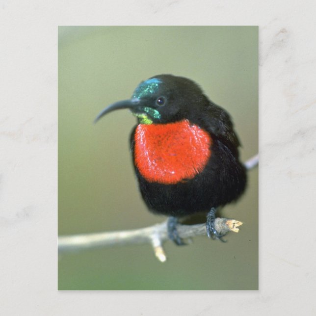 Südlicher Scharlachsenvogel Postkarte (Vorderseite)