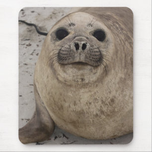 Südlicher See-Elefant Mirounga leonina) Mousepad