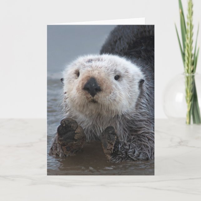 Südlicher Seeotter (Enhydra lutris) Karte (Vorderseite)