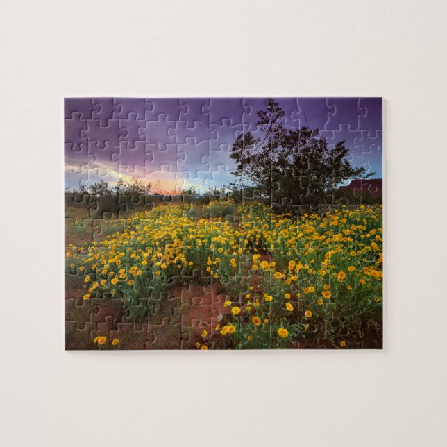Südlicher Utah-Wüsten-Wildblumen-Sonnenuntergang (Horizontal)