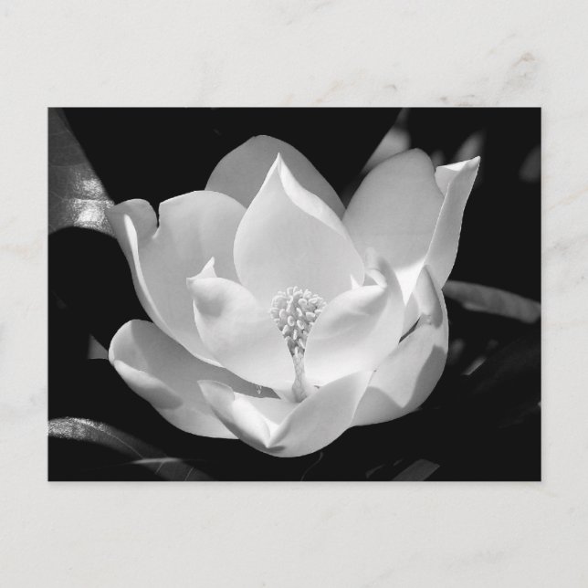 SüdMagnolien Postkarte (Vorderseite)