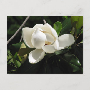 SüdMagnolien Postkarte