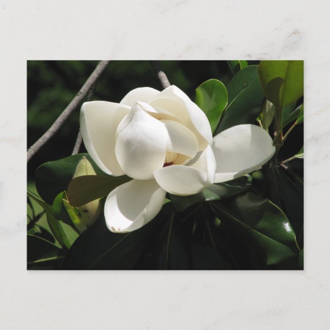 SüdMagnolien Postkarte (Vorderseite)