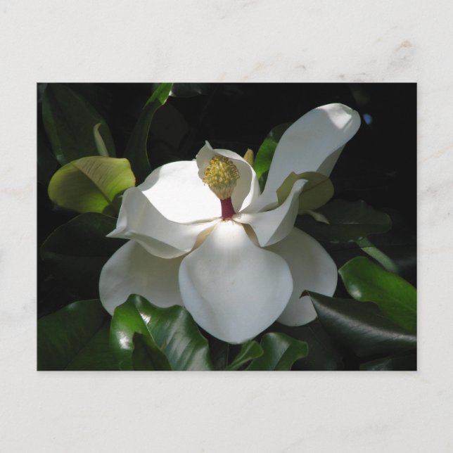 SüdMagnolien Postkarte (Vorderseite)