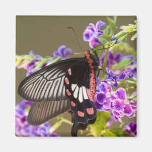Südostasien, Thailand, Doi Inthanon, Papilio Magnet