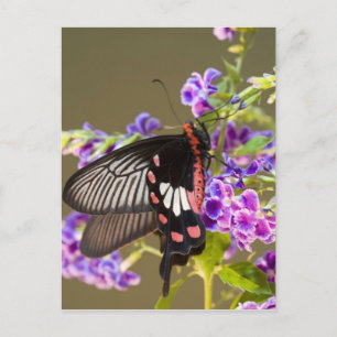 Südostasien, Thailand, Doi Inthanon, Papilio Postkarte