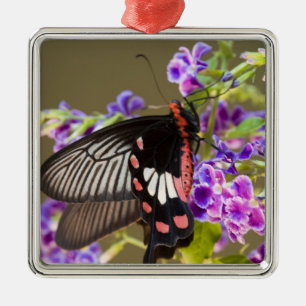 Südostasien, Thailand, Doi Inthanon, Papilio Silbernes Ornament
