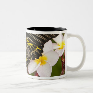 Südostasien, Thailand, Khon Kaen Zweifarbige Tasse