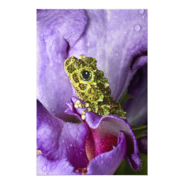 Südostvietnam. Naher Mosaikfrosch Fotodruck (Vorne)