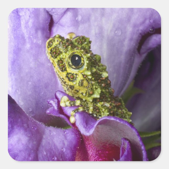Südostvietnam. Naher Mosaikfrosch Quadratischer Aufkleber (Vorderseite)