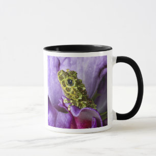 Südostvietnam. Naher Mosaikfrosch Tasse