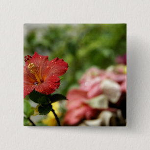 Südpazifik, Französisch-Polynesien, Gesellschaft Button