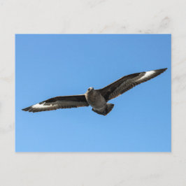 Südpolarskua fliegen postkarte