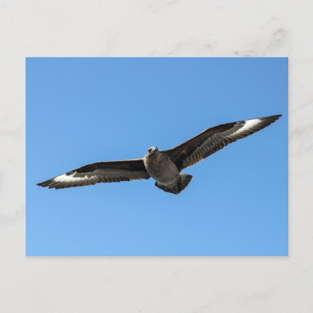 Südpolarskua fliegen postkarte (Vorderseite)