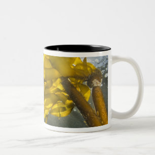 Südseite der Ewing Island, San Juan Islands, Zweifarbige Tasse