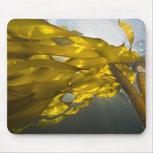 Südseite von Ewing Island, San Juan Islands, Mousepad