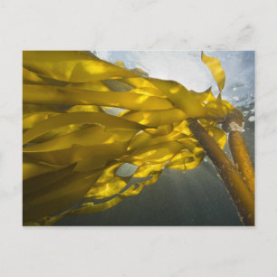Südseite von Ewing Island, San Juan Islands, Postkarte