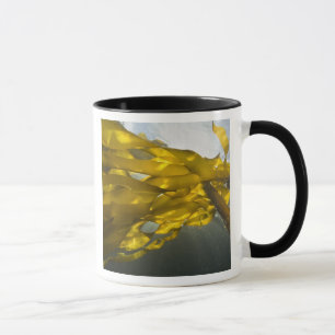 Südseite von Ewing Island, San Juan Islands, Tasse