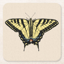 Südwest-Gelbes Frack Butterfly