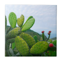 Südwestkaktus Prickly Birne Sukkulente Wüste