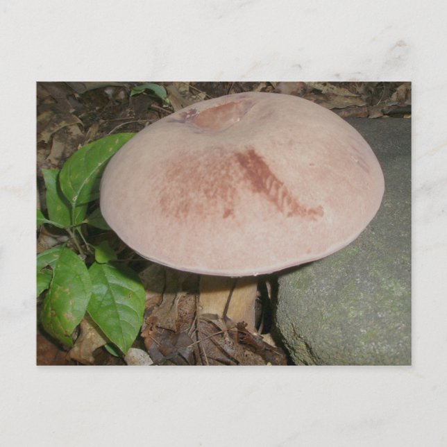 Suede Mushroom Postcard Postkarte (Vorderseite)