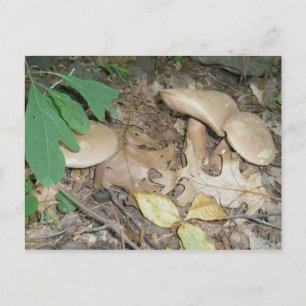 Suede Mushroom Trio Postcard Postkarte