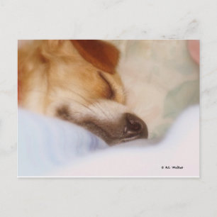 Sugar Booger Postkarte