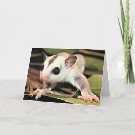 Sugar Glider Greeting Card Karte