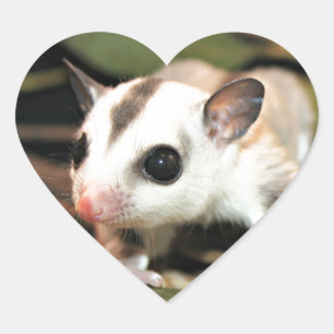 Sugar Glider Herz-Aufkleber