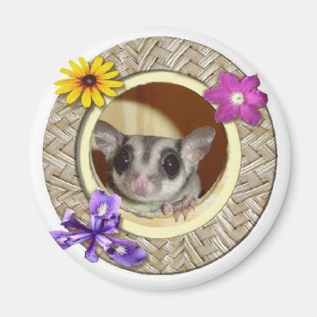 Sugar Glider Magnet (Vorne)