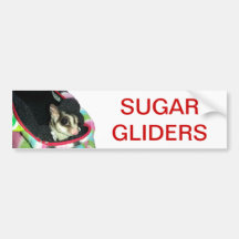 Sugar Glider mit einem Hut