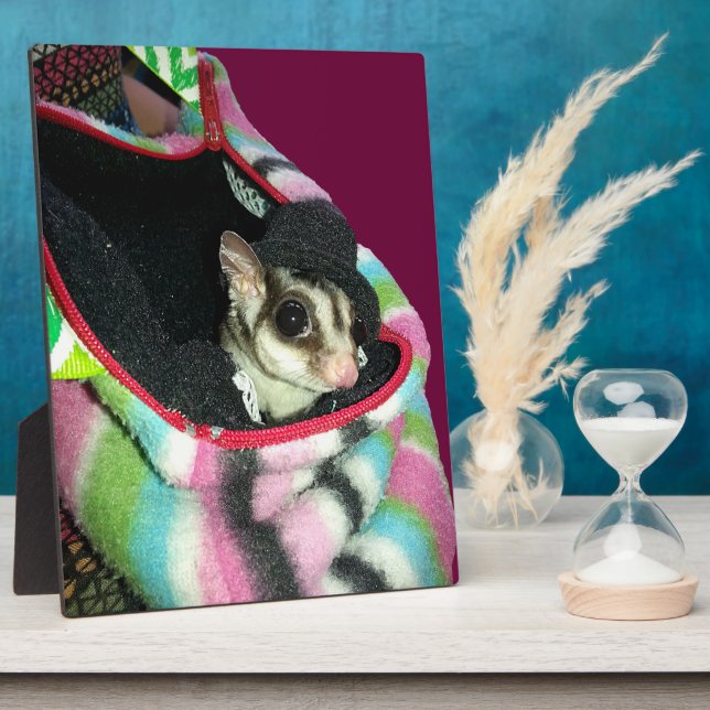 Sugar Glider mit einem Hut Fotoplatte (Seite)