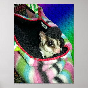 Sugar Glider mit einem Hut Poster