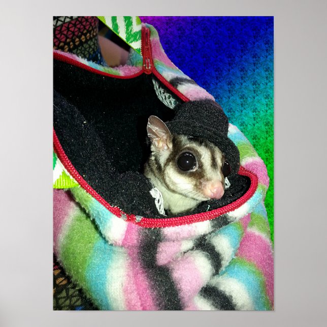Sugar Glider mit einem Hut Poster (Vorne)