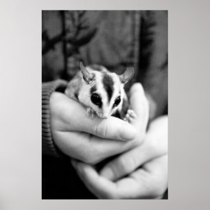 Sugar Glider Poster