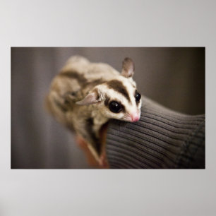 Sugar Glider Poster