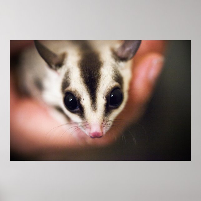 Sugar Glider Poster (Vorne)