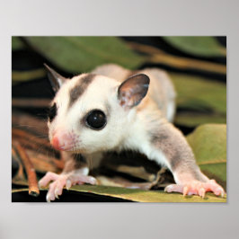 Sugar Glider Poster