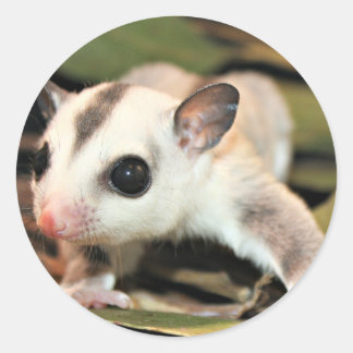 Sugar Glider Runder Aufkleber