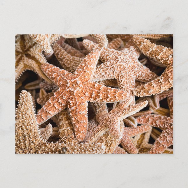 Sugar Starfish Postkarte (Vorderseite)